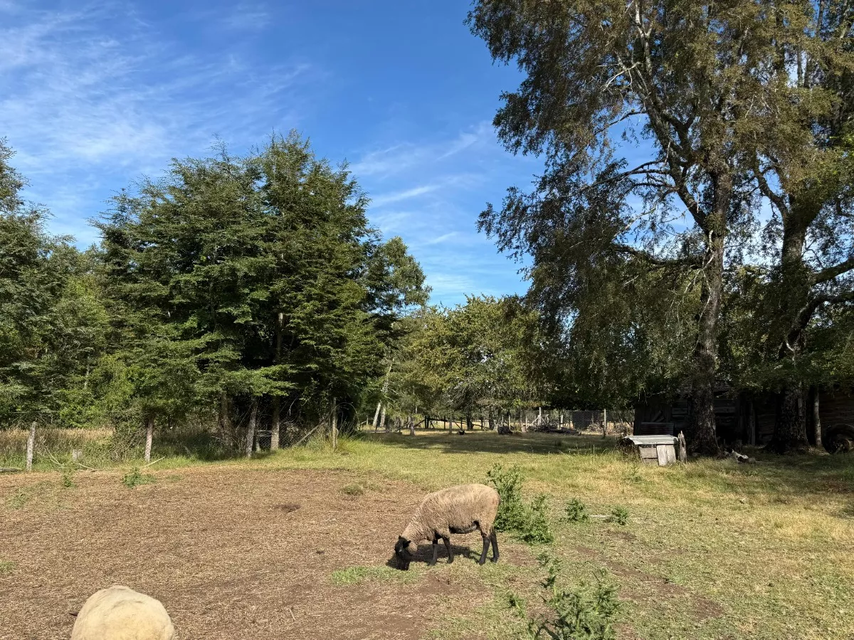 Parcelas Chucauco, Villarrica, R. de la Araucanía