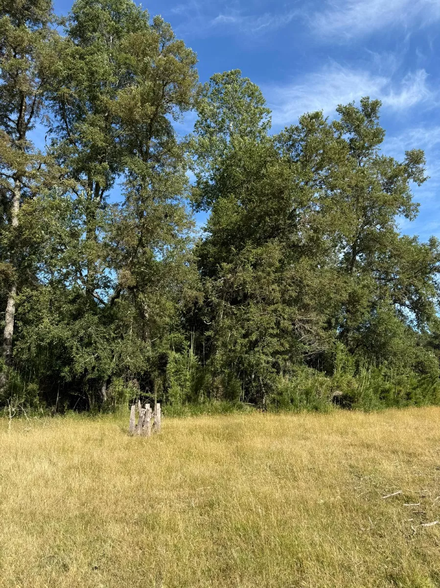 Parcelas Chucauco, Villarrica, R. de la Araucanía