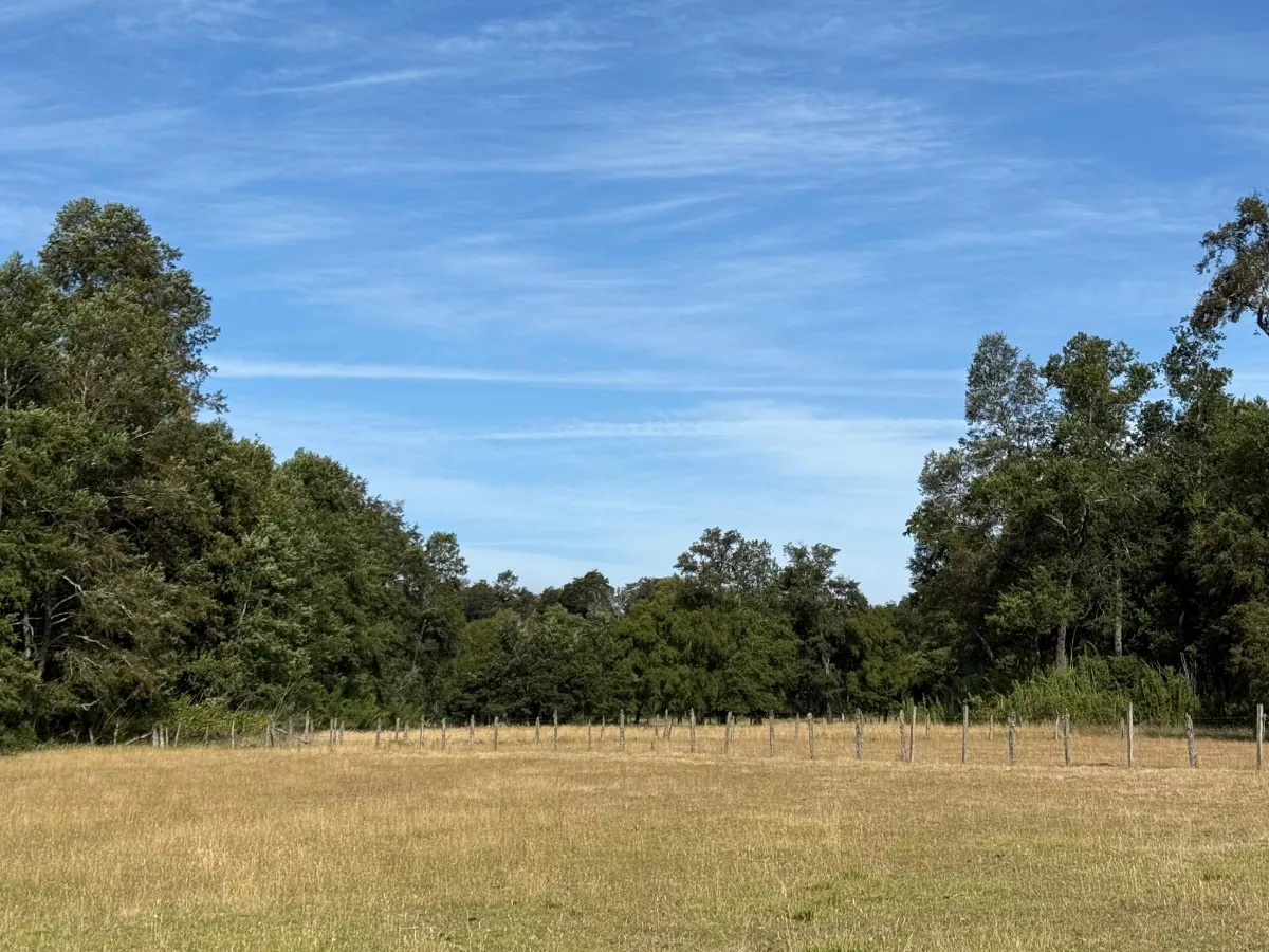 Parcelas Chucauco, Villarrica, R. de la Araucanía