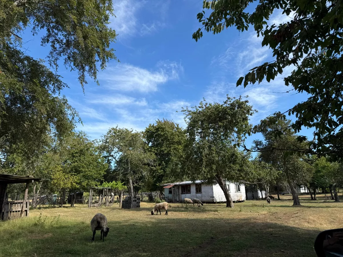 Parcelas Chucauco, Villarrica, R. de la Araucanía