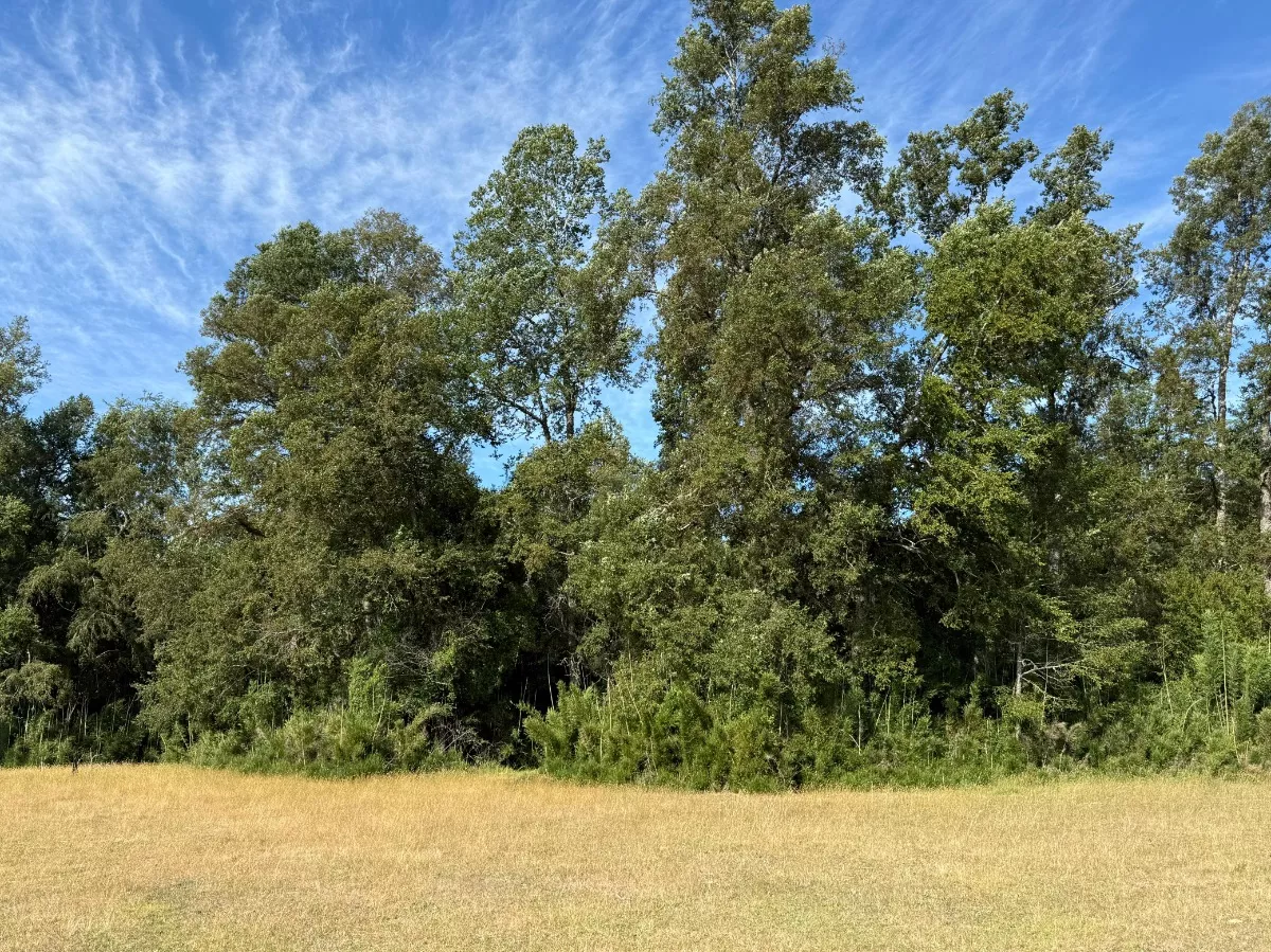 Parcelas Chucauco, Villarrica, R. de la Araucanía